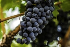 grapes25