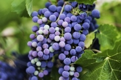 grapes69