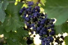 grapes83