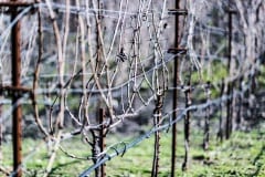 vineyards106