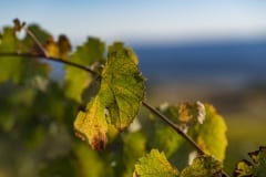 vineyards107