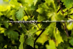 vineyards149