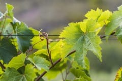 vineyards167