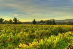 vineyards185