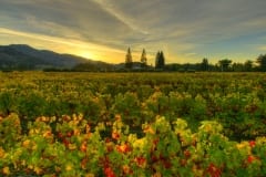 vineyards186