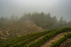 vineyards207