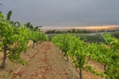 vineyards210