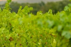 vineyards213