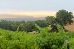 vineyards214