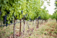 vineyards221