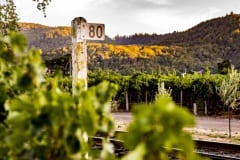 vineyards225