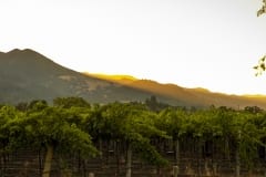 vineyards227