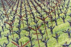 vineyards61