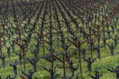 vineyards62